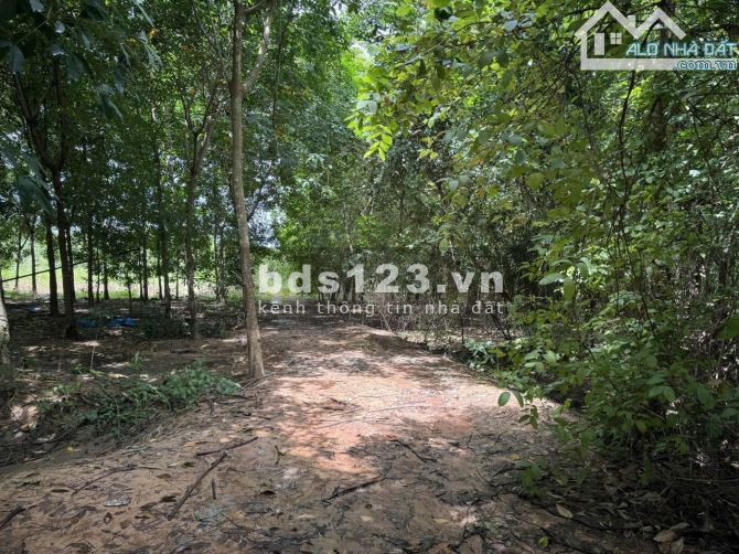 Chủ cần tiền bán gấp đất rộng 8 sào 5 đường DH615, Long Nguyên