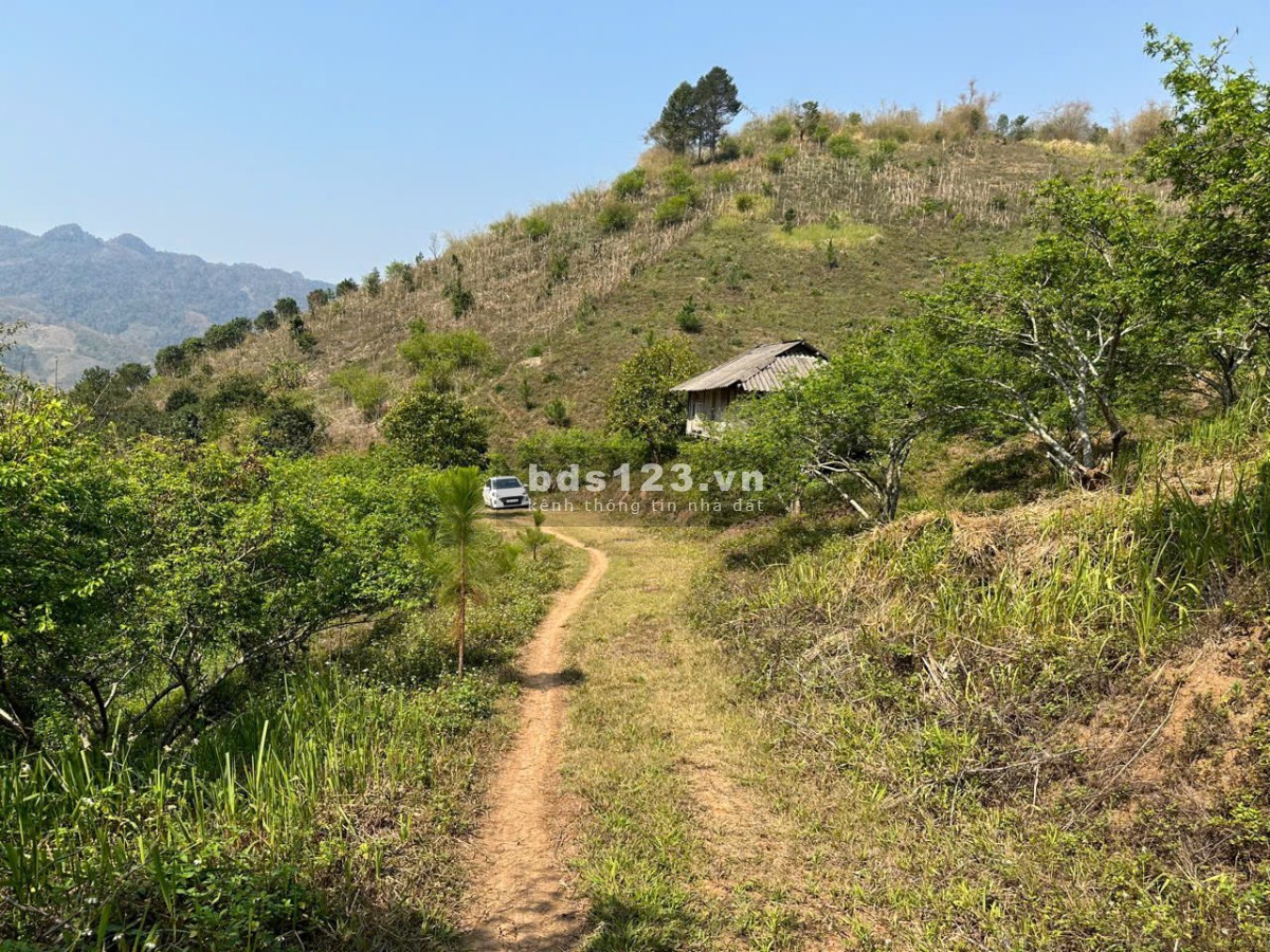Bán đất tặng nhà sàn, 3ha có 400m2 ONT tại TT Mộc Châu (Sẵn sổ sang tên)