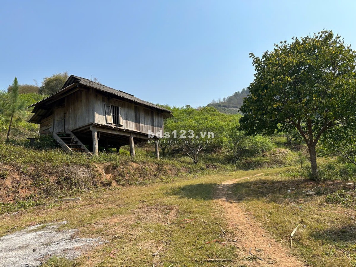 Bán đất tặng nhà sàn, 3ha có 400m2 ONT tại TT Mộc Châu (Sẵn sổ sang tên)