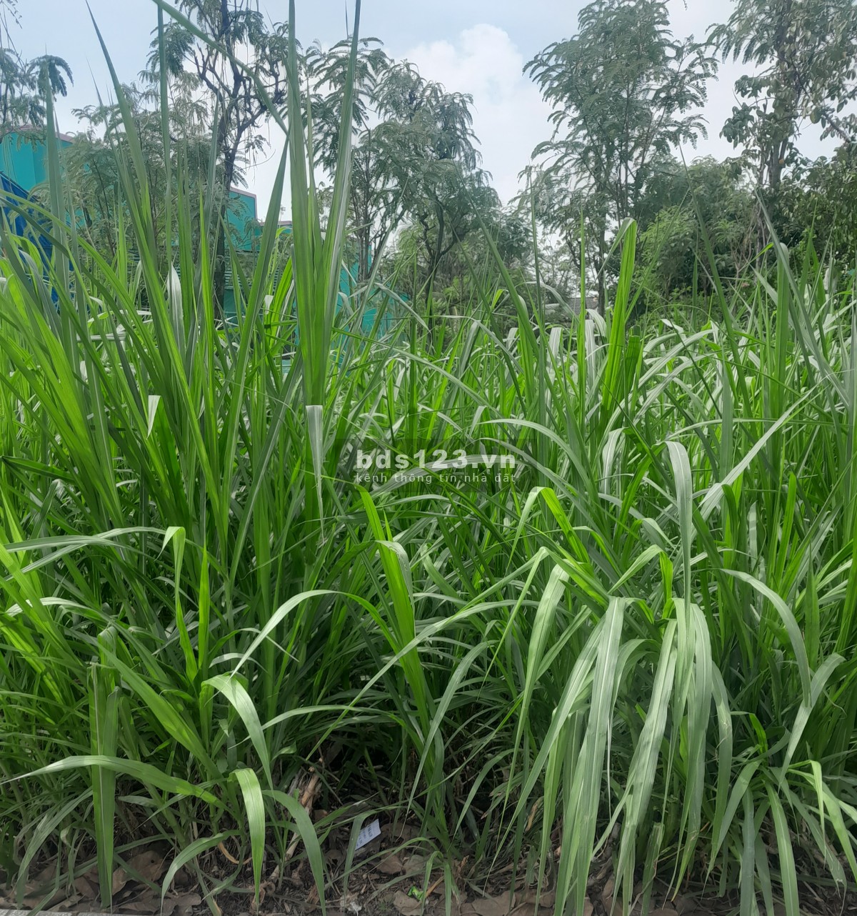 6x25m đất thổ cư Thành Phố Gò Công, mặt tiền đường Xóm Rạch nhựa 8m, đã sổ rồi, 1 tỷ thương lượng