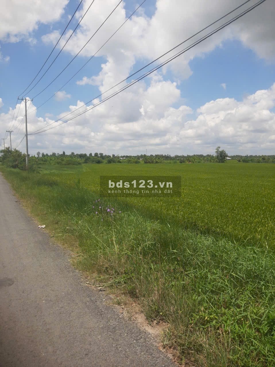 Bán gấp 4.170m2 đất MT đường tỉnh 872B, xã Long Bình, Gò Công Tây Tiền Giang. Có 2.000m2 thổ, 6,65tỷ