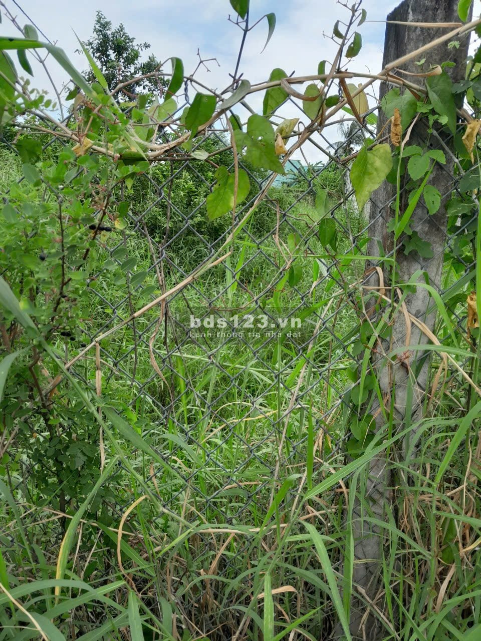 Đất thổ cư đường nhựa tại Thành Phố Gò Công. 123,6m2 nở hậu, 2 mặt tiền đường, sổ rồi, 660tr bớt