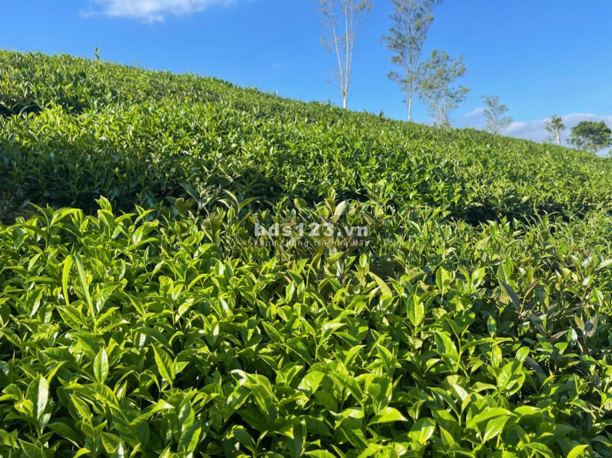 Siêu phẩm đất nghỉ dưỡng 1,2ha trung tâm ttnt Mộc Châu – View đồi chè tuyệt đẹp, độc nhất thị trường