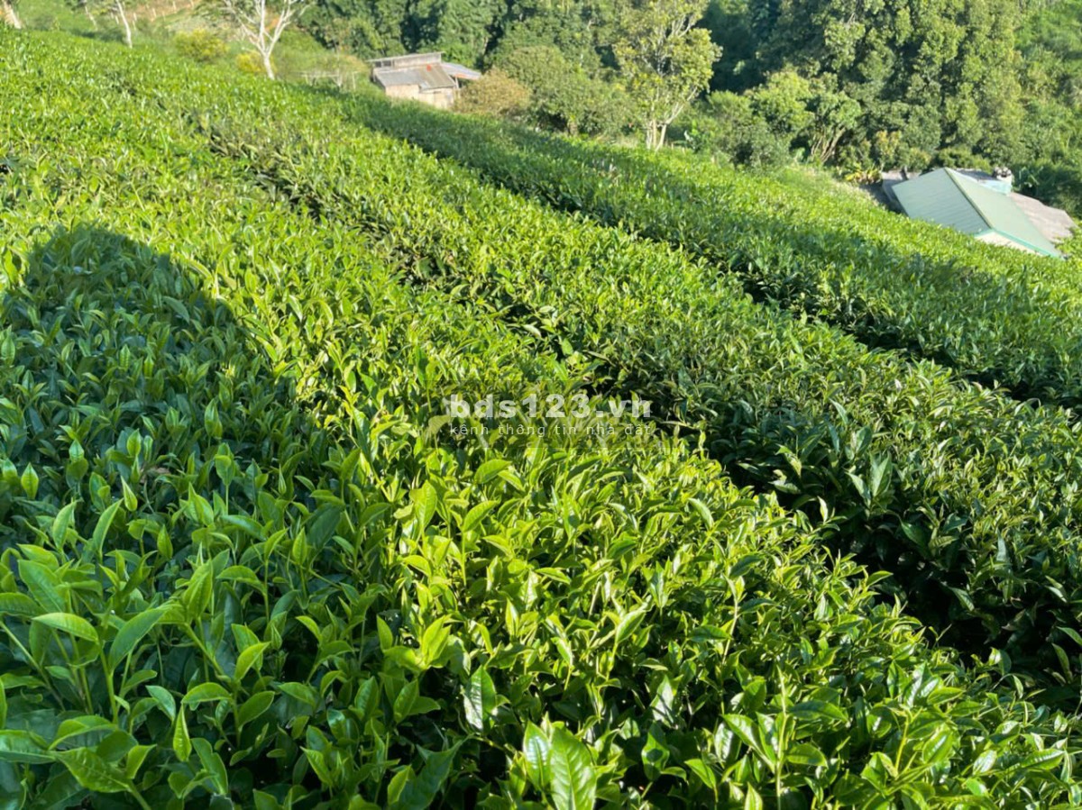 Siêu phẩm đất nghỉ dưỡng 1,2ha trung tâm ttnt Mộc Châu – View đồi chè tuyệt đẹp, độc nhất thị trường