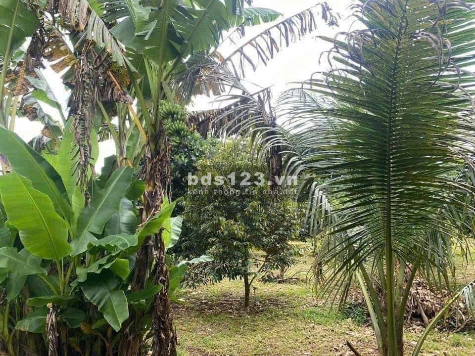 [Bán Gấp] Đất Vườn 1000m² Huyện Thống Nhất, Đồng Nai