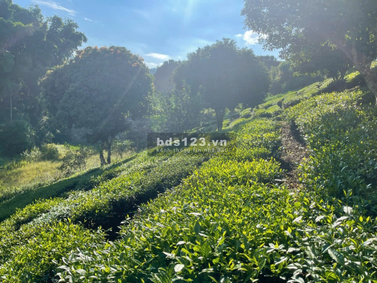Siêu phẩm đất nghỉ dưỡng 1,2ha trung tâm ttnt Mộc Châu – View đồi chè tuyệt đẹp, độc nhất thị trường