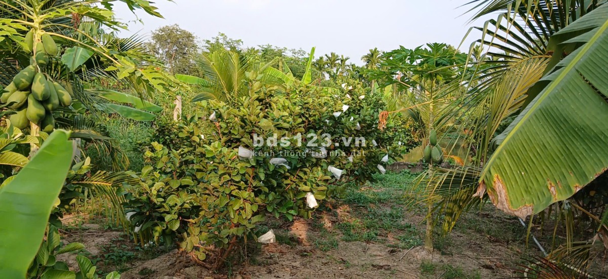 LÔ đất “HOA HẬU” xã Long Bình Điền giáp ranh Tân Mỹ Chánh, Mỹ Tho. Gần QL50.