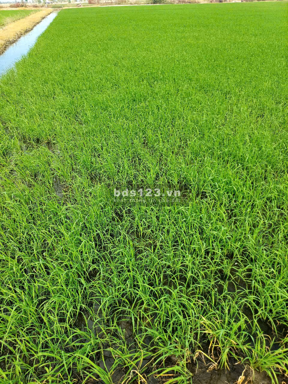 Cần bán gấp 4,5 ha đất tại xã Vĩnh Bình, Huyện Vĩnh Hưng
