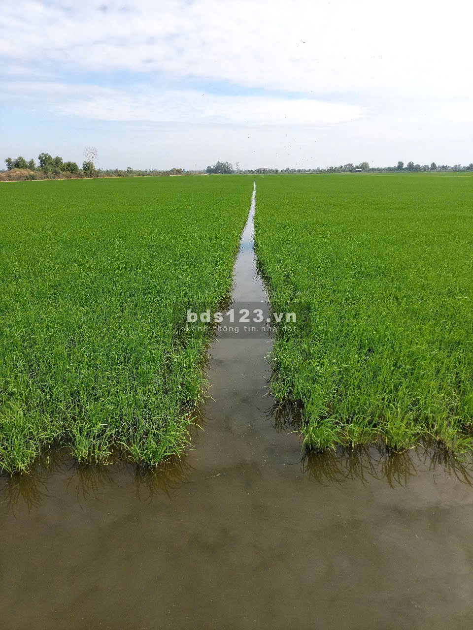 Cần bán gấp 4,5 ha đất tại xã Vĩnh Bình, Huyện Vĩnh Hưng