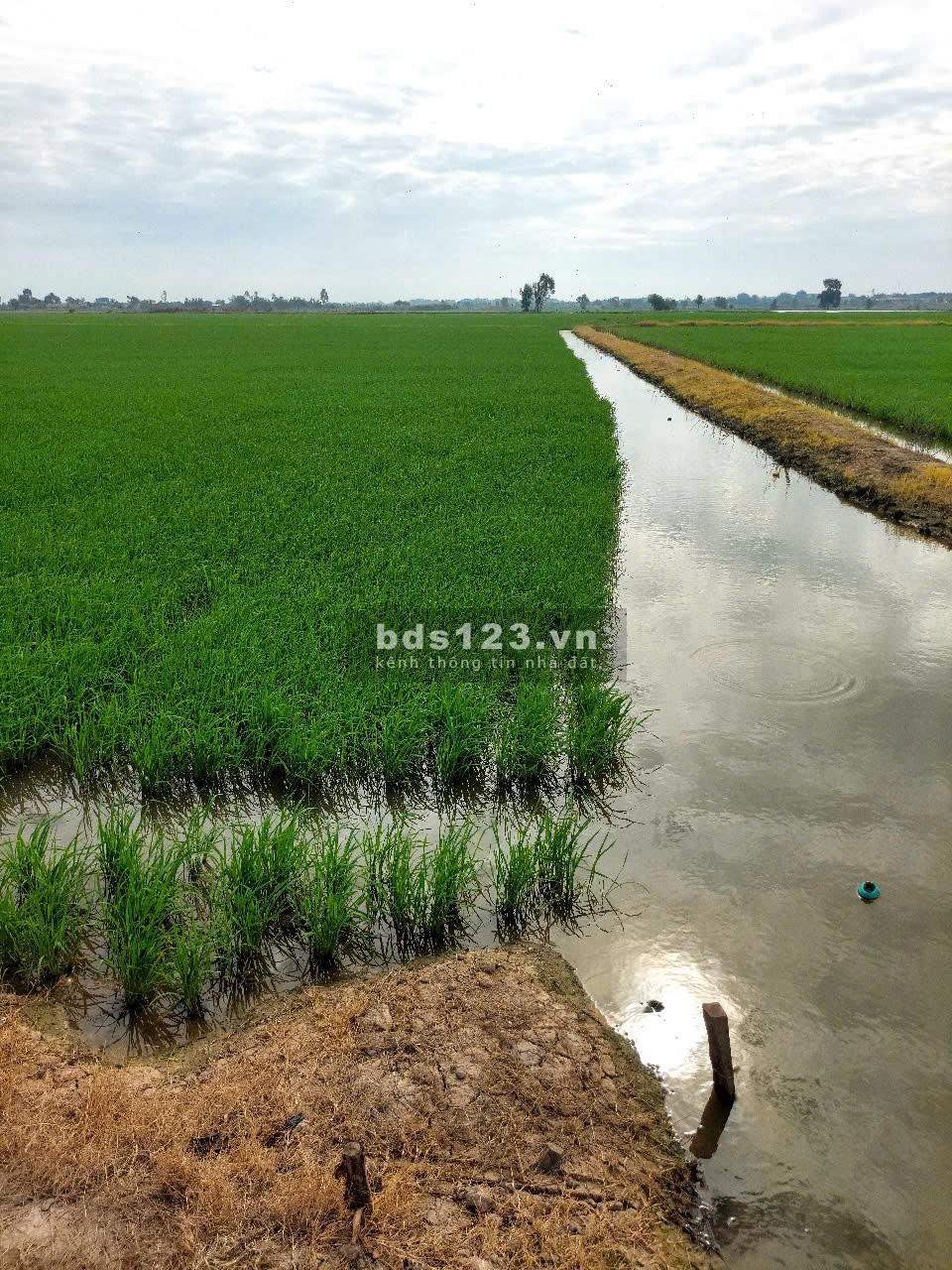 Cần bán gấp 4,5 ha đất tại xã Vĩnh Bình, Huyện Vĩnh Hưng