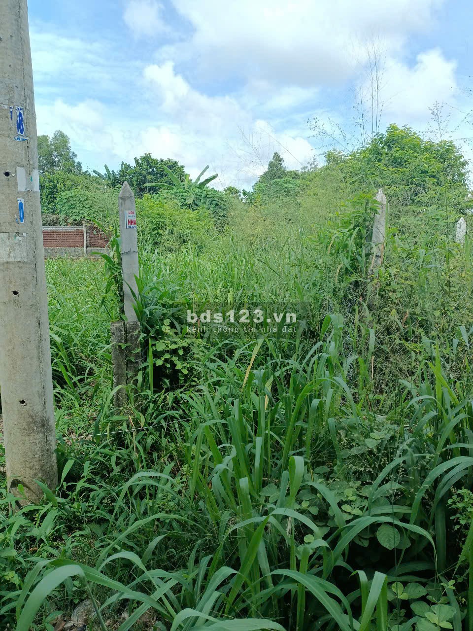 Đất sổ hồng full thổ cư, 107m2 đường Nguyễn Thị Nê (THƯƠNG LƯỢNG)