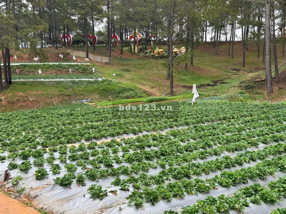 Bản mảnh đất cách trục chính rừng thông 100m, gần dự án chợ dân tộc cách 50m
