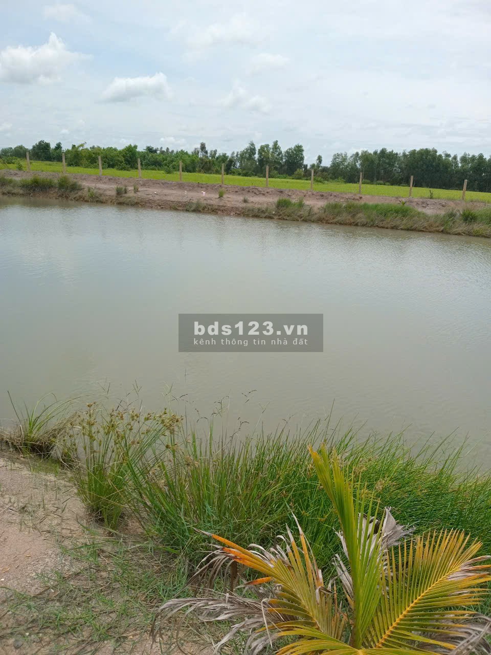 Cho thuê trang trại có nhà, có vườn địa chỉ: Tân Qui Hạ, Tân Phú, Đức Hòa, Long An gần KCN Trần Anh