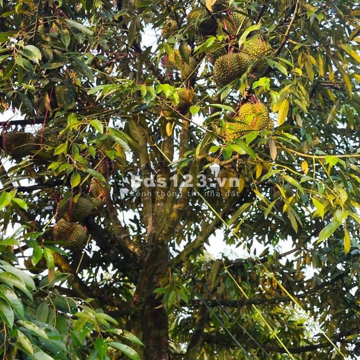 Kẹt Tiền Làm Ăn - Cần Bán Gấp Lô Đất Vườn 1300m2 Trảng Bom