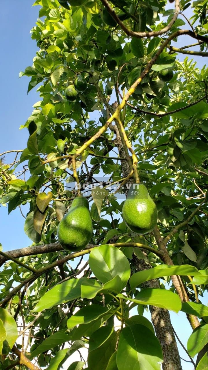 Kẹt Tiền Trả Nợ - Cần Bán Gấp Lô Đất Vườn 2100m2 Dầu Giây, Đồng Nai