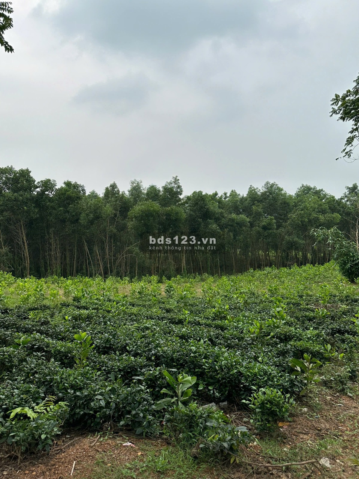 Chính chủ bán lô đất 9154m² tại Phúc Xuân, 1400m² thổ cư, có nhà – Giá tốt, thương lượng!