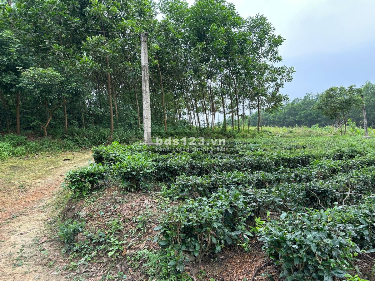 Chính chủ bán lô đất 9154m² tại Phúc Xuân, 1400m² thổ cư, có nhà – Giá tốt, thương lượng!