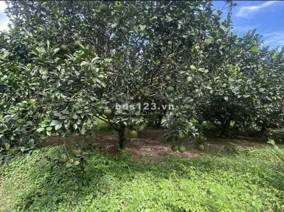 Kẹt Tiền Trả Nợ - Cần Bán Gấp Đất Vườn Trảng Bom 2000m2