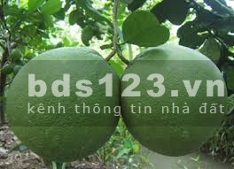 Còn mảnh vườn cạnh kcn Bàu Xéo chủ bán nốt đi định cư nước ngoài, giá hữu nghị 999tr/sào