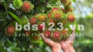 Còn mảnh vườn cạnh kcn Bàu Xéo chủ bán nốt đi định cư nước ngoài, giá hữu nghị 999tr/sào