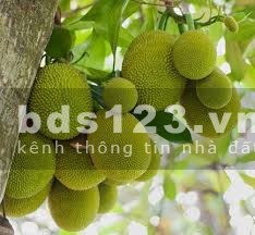 Còn mảnh vườn cạnh kcn Bàu Xéo chủ bán nốt đi định cư nước ngoài, giá hữu nghị 999tr/sào