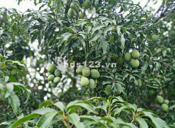 Chủ ngộp - Bán 2800m² đất vườn cho anh chị nào có nhu cầu tại Trảng Bom