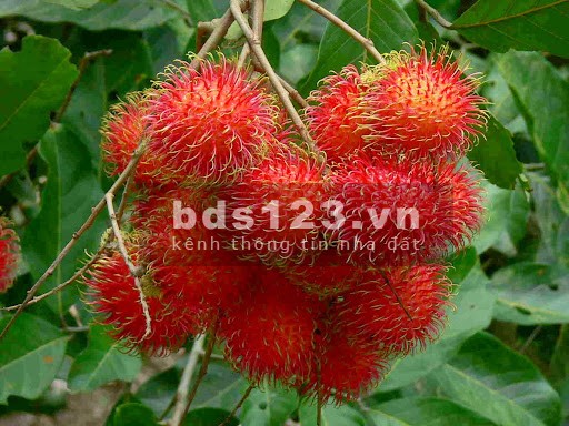 Chủ ngộp - Bán 2800m² đất vườn cho anh chị nào có nhu cầu tại Trảng Bom