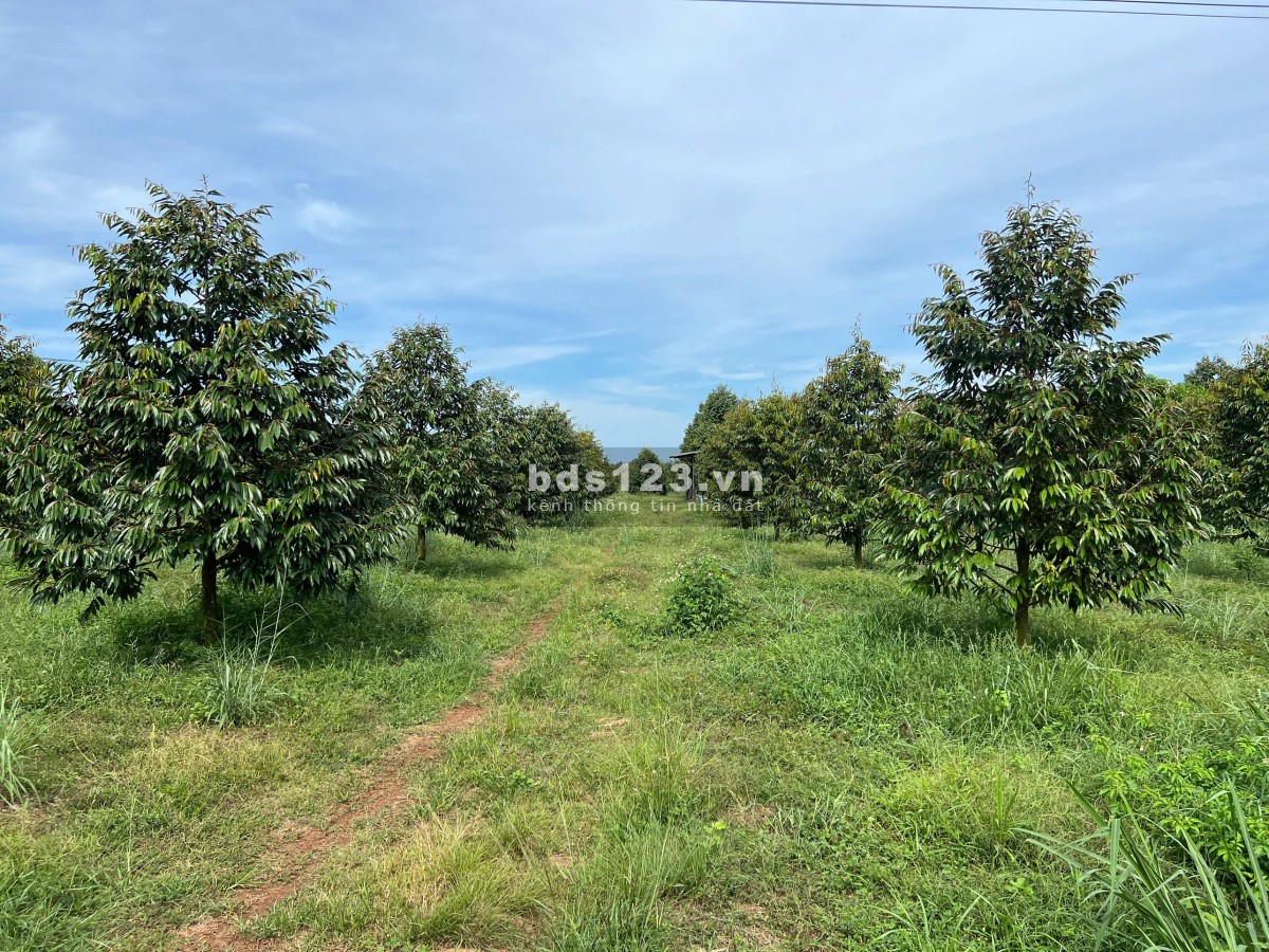 Chủ ngộp - Bán 2800m² đất vườn cho anh chị nào có nhu cầu tại Trảng Bom