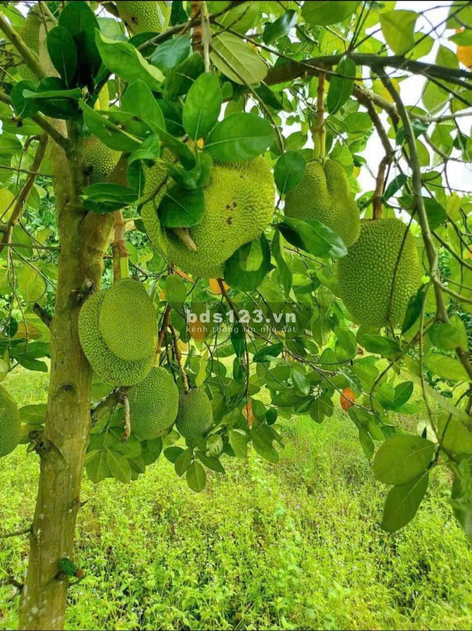 Gia Đình Cần Bán Gấp Lô Đất Vườn Trảng Bom 2800m2 Ngay Chợ Hưng Long