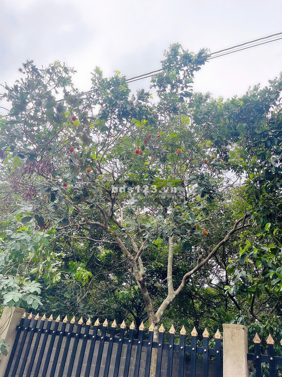 Bán đất có sẵn rào và vườn trái cây quanh đất tại Bàu Hàm 2