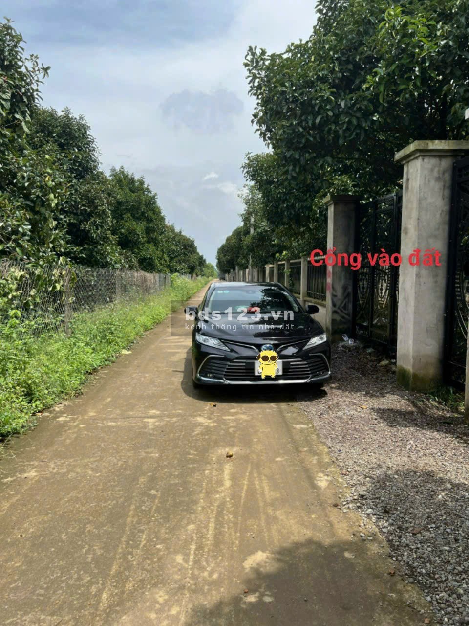 Bán đất có sẵn rào và vườn trái cây quanh đất tại Bàu Hàm 2