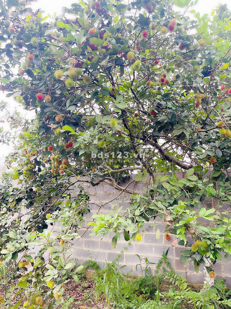 Bán đất có sẵn rào và vườn trái cây quanh đất tại Bàu Hàm 2