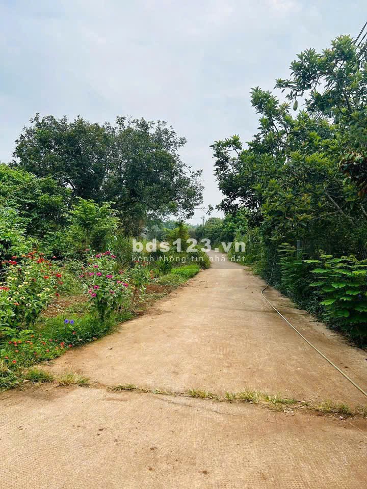 Cô Chú Lớn Tuổi - Cần Bán Gấp Mảnh Đất Vườn Long Khánh 1500m2