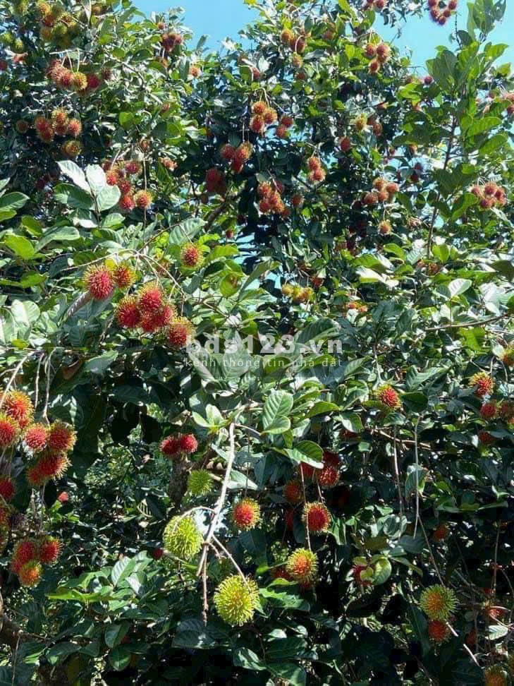 Cô Chú Lớn Tuổi - Cần Bán Gấp Mảnh Đất Vườn Long Khánh 1500m2