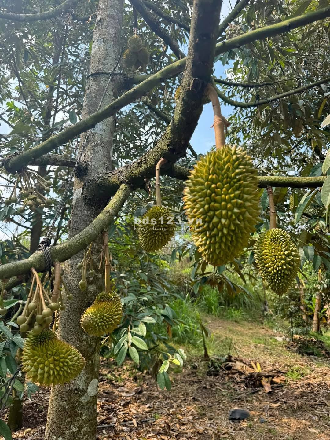Đầu Tư Đất Vườn Tại Thống Nhất - Dầu Giây Chỉ 850 Triệu/Sào, Sổ Sẵn Pháp Lý Minh Bạch