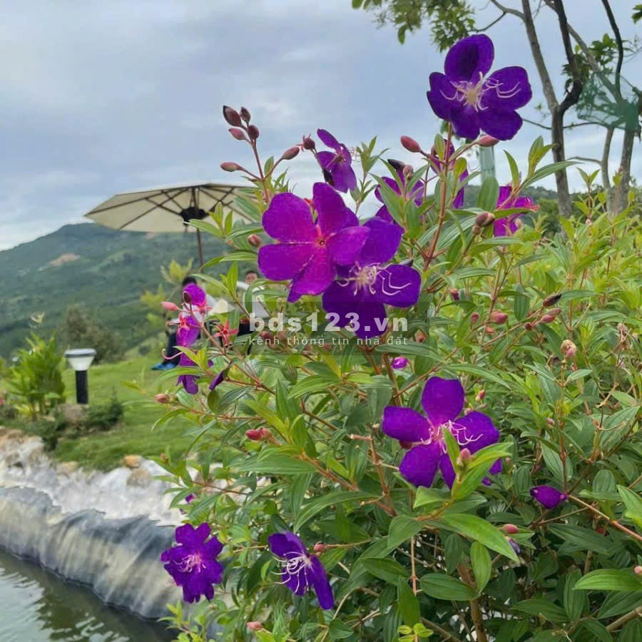 Đất 1000m2 có suối bao quanh đất, thiên nhiên nguyên bản, cộng đồng sống xanh - tinh tế - chọn lọc