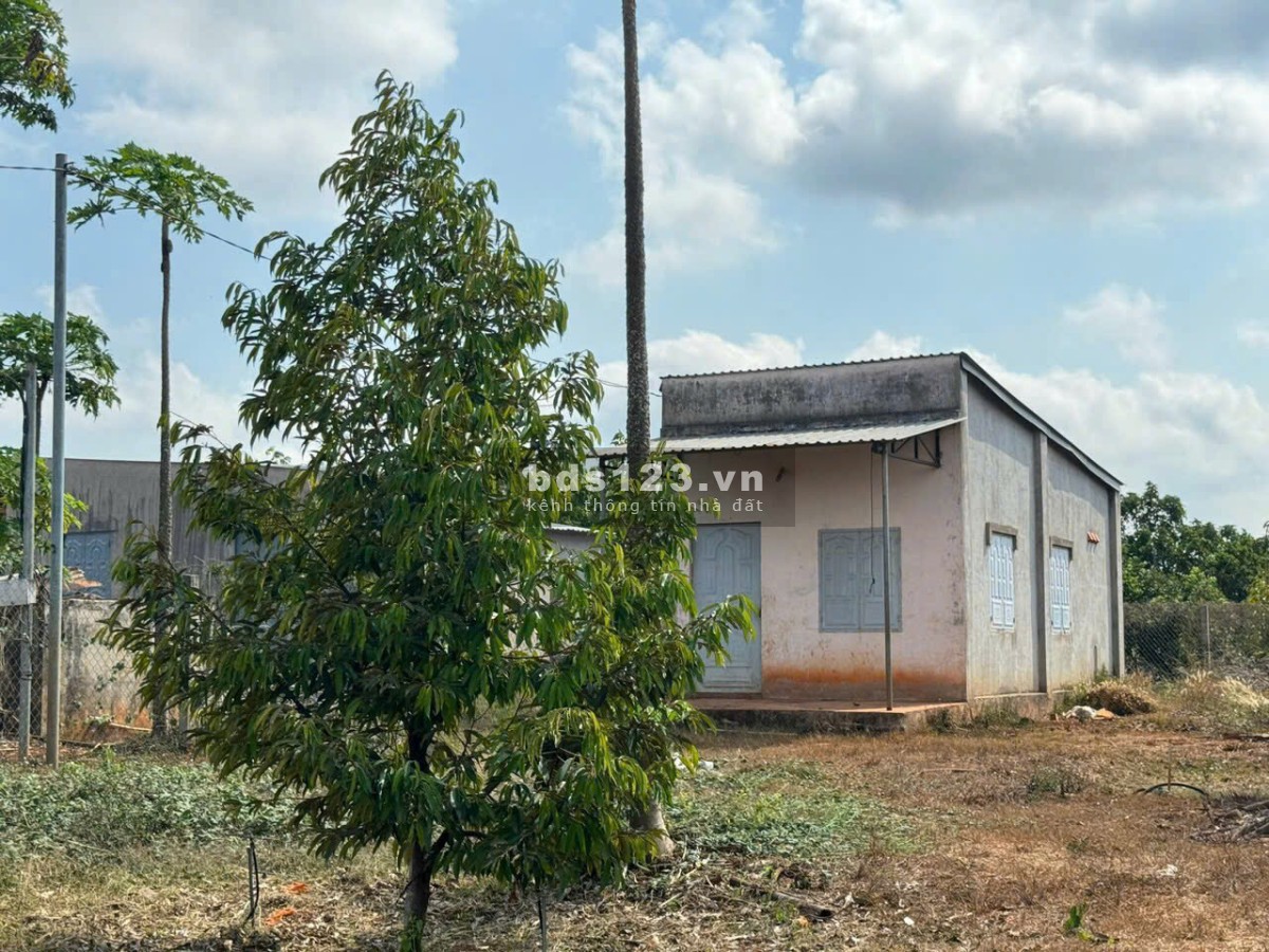 Cô Chú Lớn Tuổi - Cần Bán Gấp Mảnh Đất Vườn 1500m2 Ngay Ngã Tư Dầu Giây, Đồng Nai