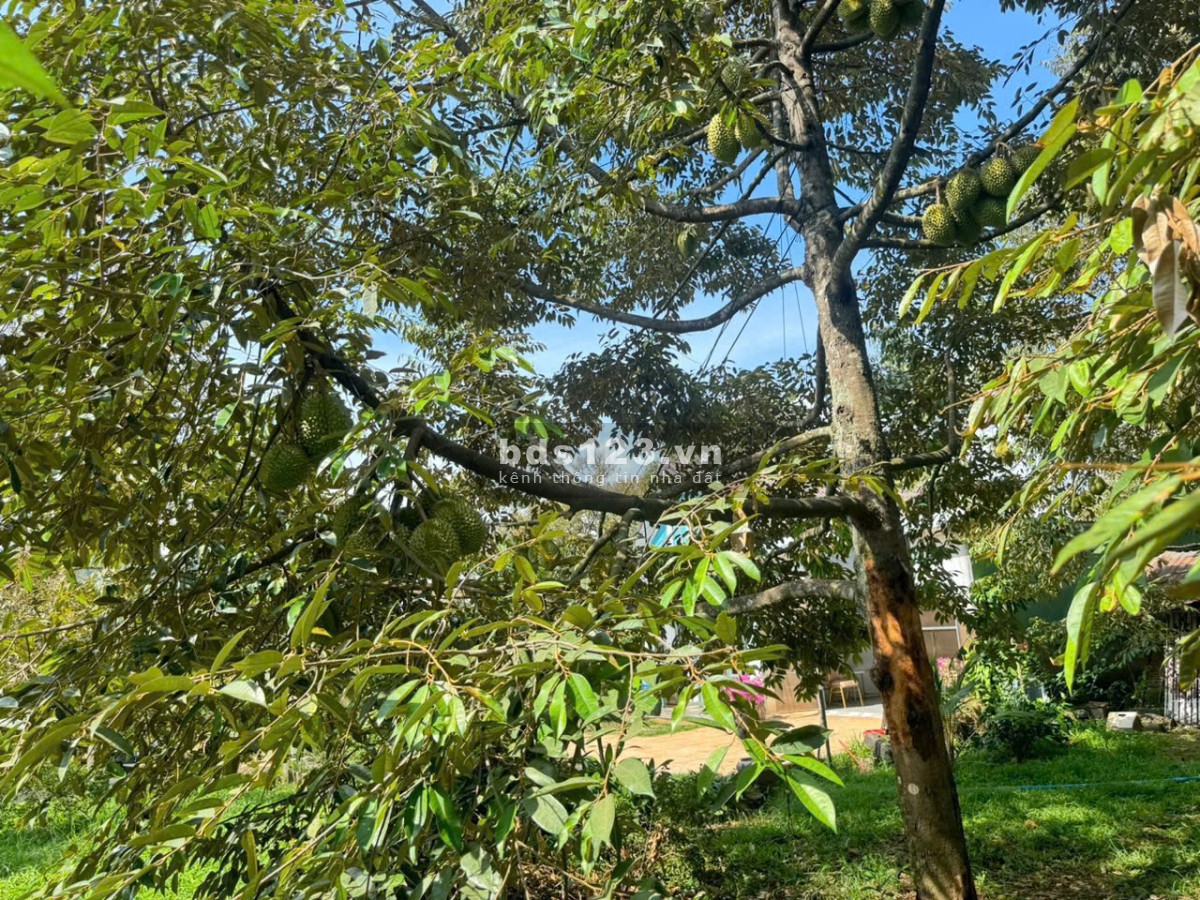 Cô Chú Lớn Tuổi - Cần Bán Gấp Mảnh Đất Vườn 1500m2 Ngay Ngã Tư Dầu Giây, Đồng Nai
