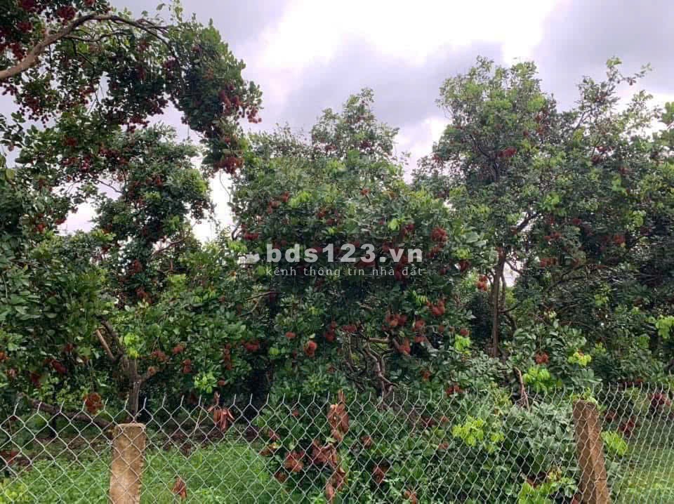 Cần Vốn Làm Ăn - Cần Bán Gấp Lô Đất Vườn 1300m2 tại TP Long Khánh