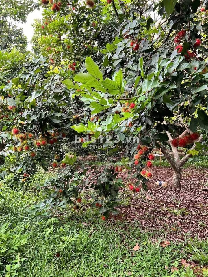 3.000m² đất vườn Hưng Thịnh – Lô đất tốt, đáng để đầu tư