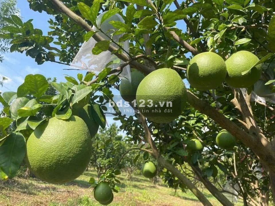 3.000m² đất vườn Hưng Thịnh – Lô đất tốt, đáng để đầu tư