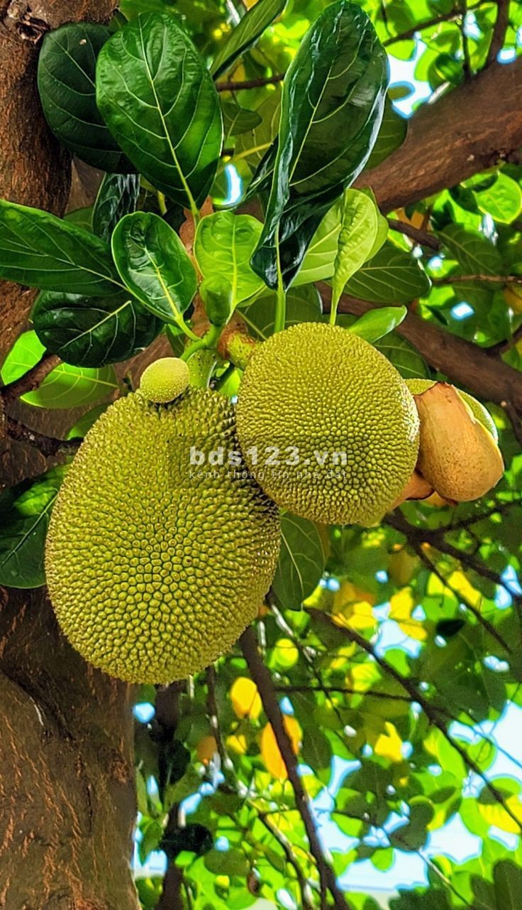 Chỉ 1 tỷ 8 - Sở hữu ngay lô đất mặt tiền đường nhựa, gần sân bay Long Thành