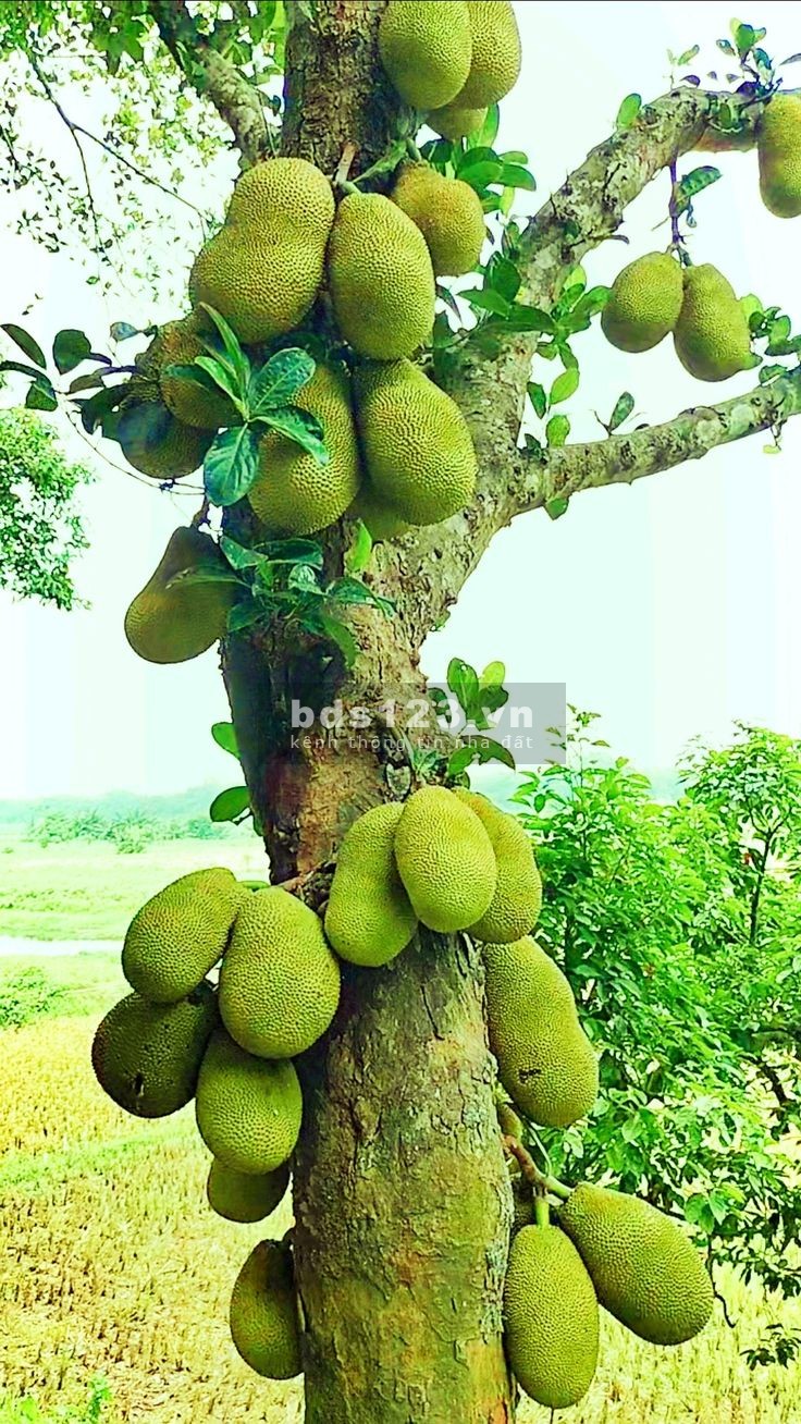Chỉ 1 tỷ 8 - Sở hữu ngay lô đất mặt tiền đường nhựa, gần sân bay Long Thành
