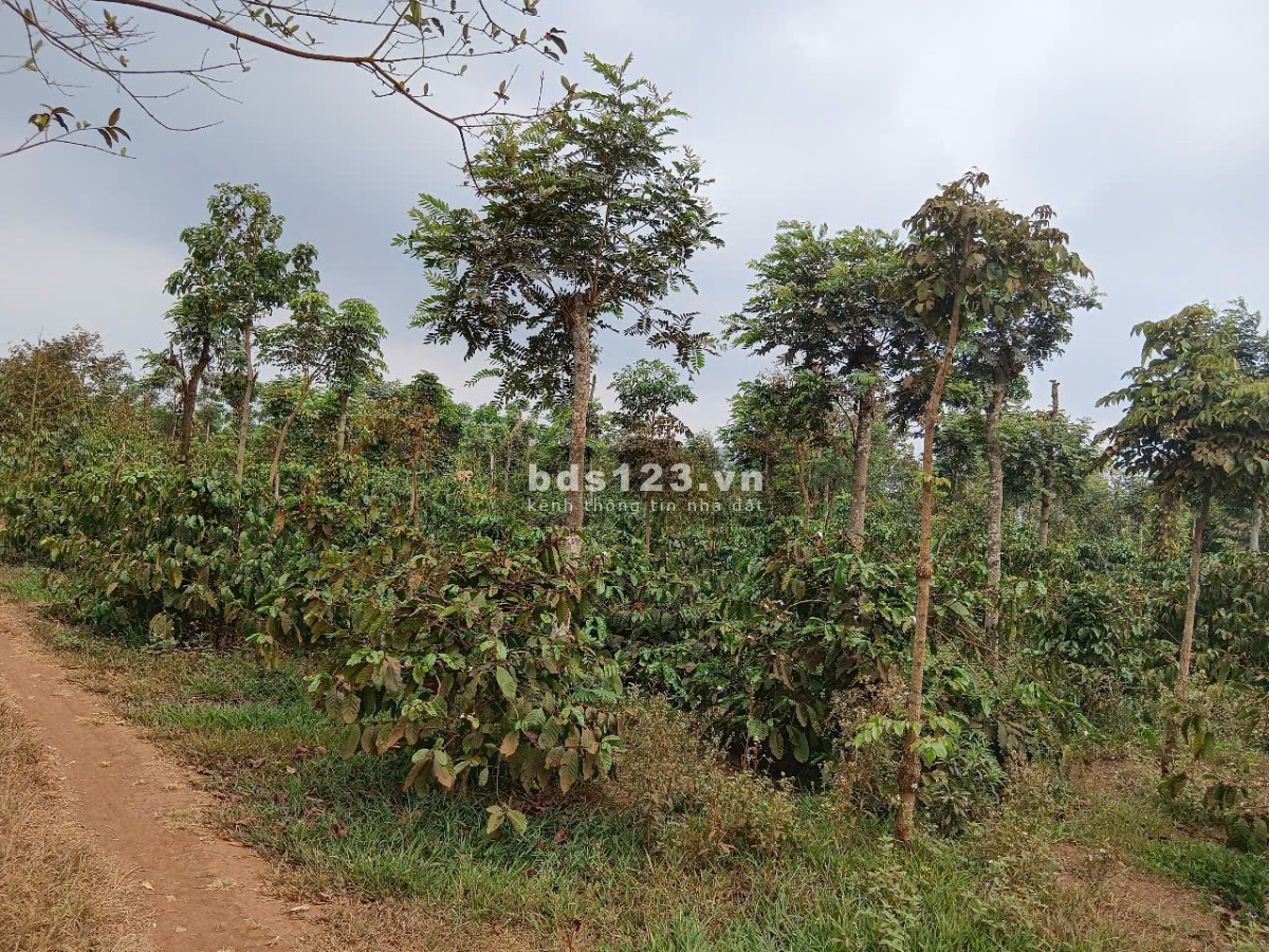 Chú Tư gửi bán lô đất chính chủ, chưa qua đầu tư. Xã Ea Drông, thị xã Buôn Hồ, Đắk Lắk