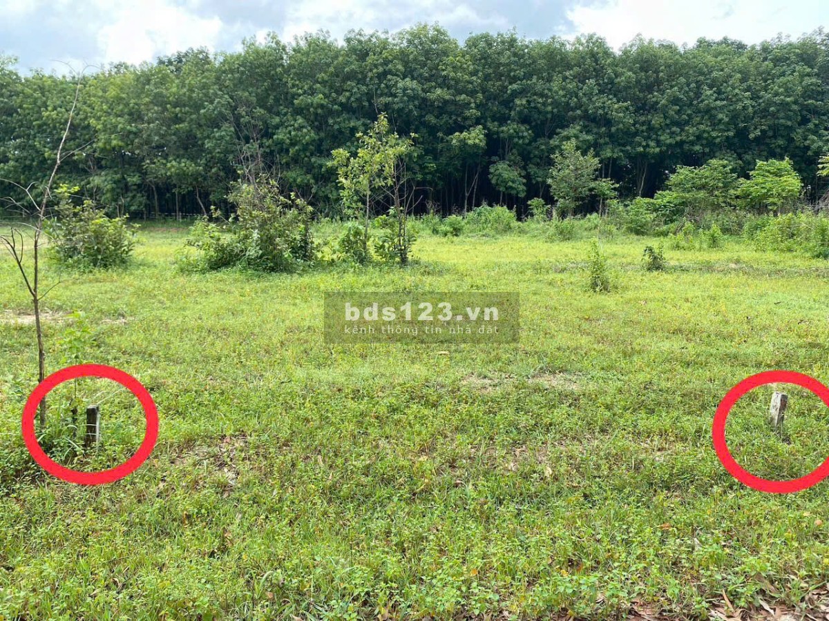 Bán đất Bình Dương (cạnh KCN Mỹ Phước 3 - Bến Cát); 5x53m (thổ cư 100m2); tiện xây dựng; 1,45 tỷ