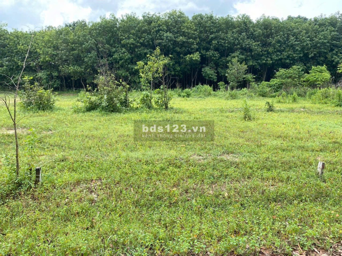 Bán đất Bình Dương (cạnh KCN Mỹ Phước 3 - Bến Cát); 5x53m (thổ cư 100m2); tiện xây dựng; 1,45 tỷ