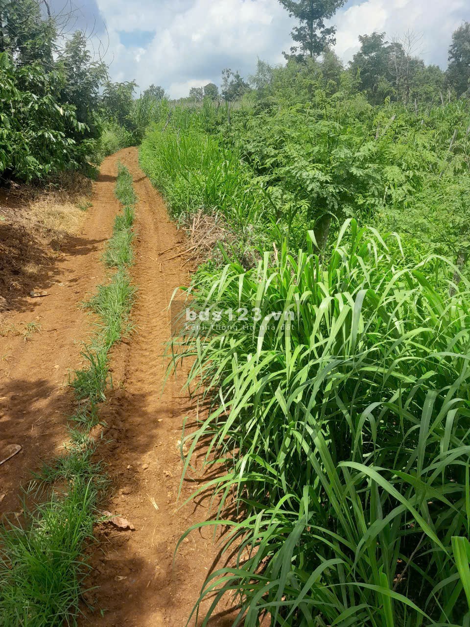 Cơ hội đầu tư, sổ đỏ riêng, giá trị tăng cao. 10X50 Phường Thống Nhất, Buôn Hồ, Đắk Lắk