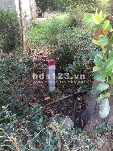 Bán đất chính chủ 3tr5/m2 đường Nguyễn Viết Xuân, tp Huế