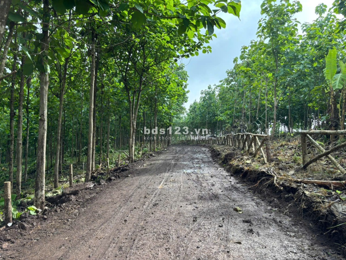 Đất Đẹp La Ngà – Sổ Riêng, View Chill, Đường Ô Tô – Chính Chủ Sang Nhượng