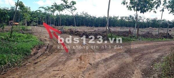 Cho thuê đất trống CLN tại Xã An Long, Tp. Hồ Chí Minh giá 20tr DT 4,5 ha